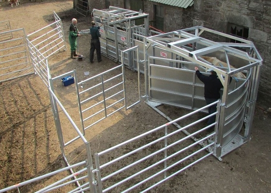 頑丈な1.6mの高さの家畜の塀のパネルは電流を通された農場のゲートに金属をかぶせる
